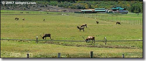 Domesticated Rocky Mountain elk