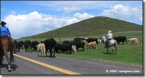 A cattle drive on Johnson Mesa, New Mexico
