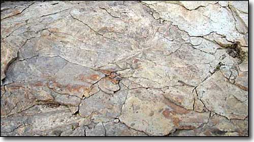 fossil bed in sandstone