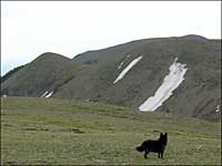 Wolf, above the source of Greenhorn Creek