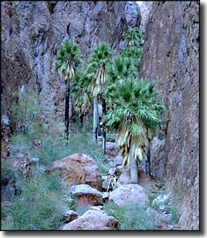 In Palm Canyon on Kofa Wilderness