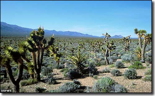 A typical scene at Desert National Wildlife Refuge