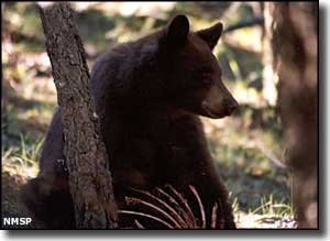 Black bear at Fenton Lake State Park