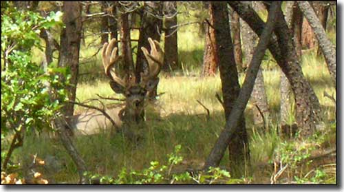 Mule Deer buck at rest